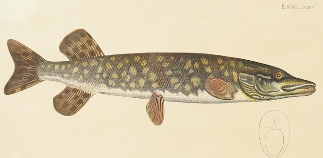 After Andreas Ludwig Kruger (1743-1822), zoological study of a pike (Esox lucius), colour print, 22 x 39cm